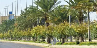 مبادرة السعودية الخضراء 