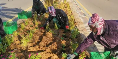 أمانة الجوف تكثّف معالجة التشوه البصري ببلدية دومة الجندل وترفع 8160 طناً من الأنقاض